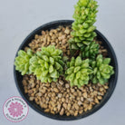 Cremnosedum Little Gem Variegata