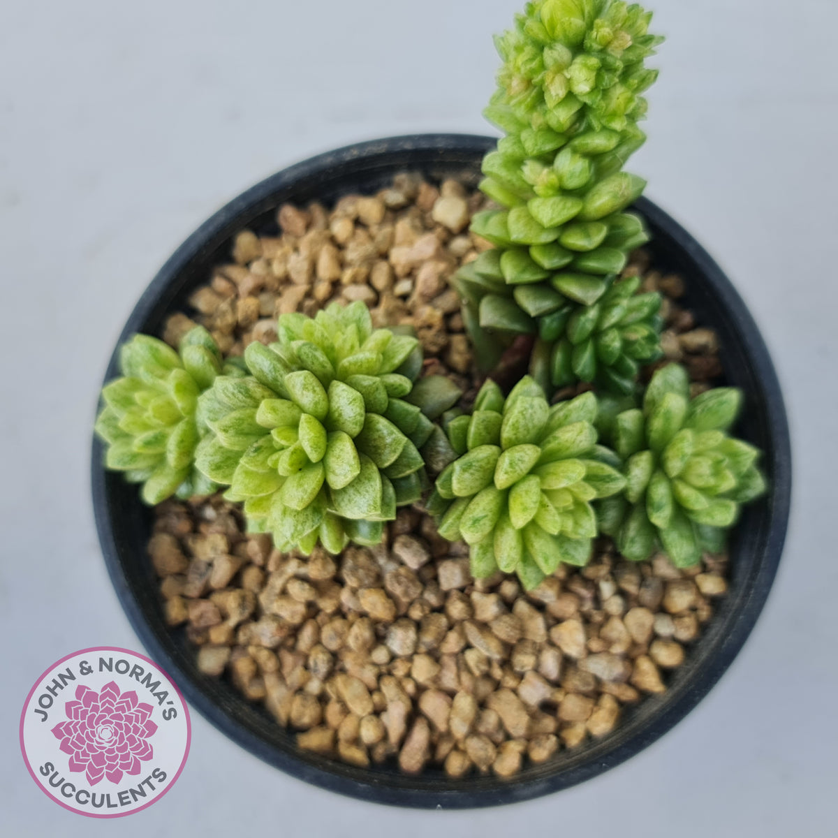 Cremnosedum Little Gem Variegata