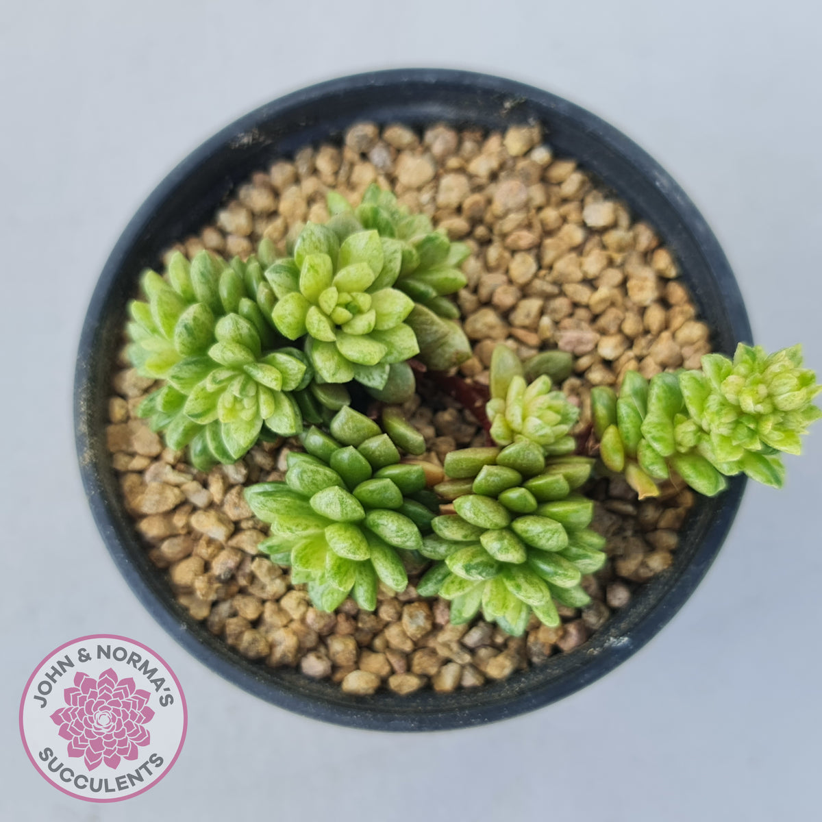 Cremnosedum Little Gem Variegata