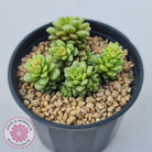 Cremnosedum Little Gem Variegata
