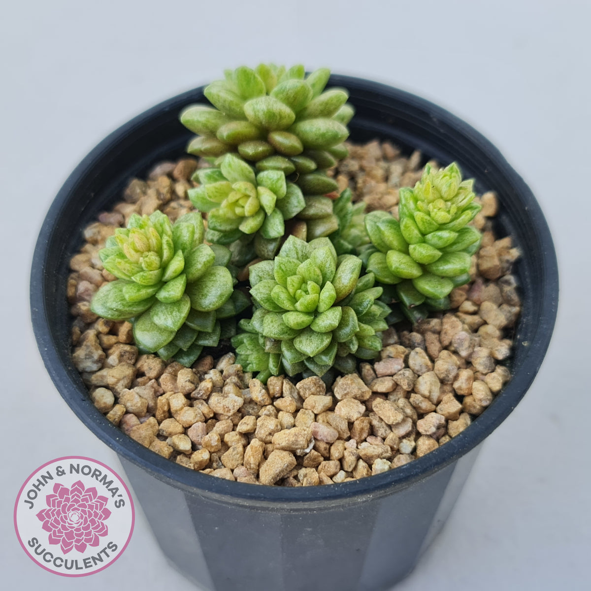Cremnosedum Little Gem Variegata
