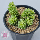 Cremnosedum Little Gem Variegata