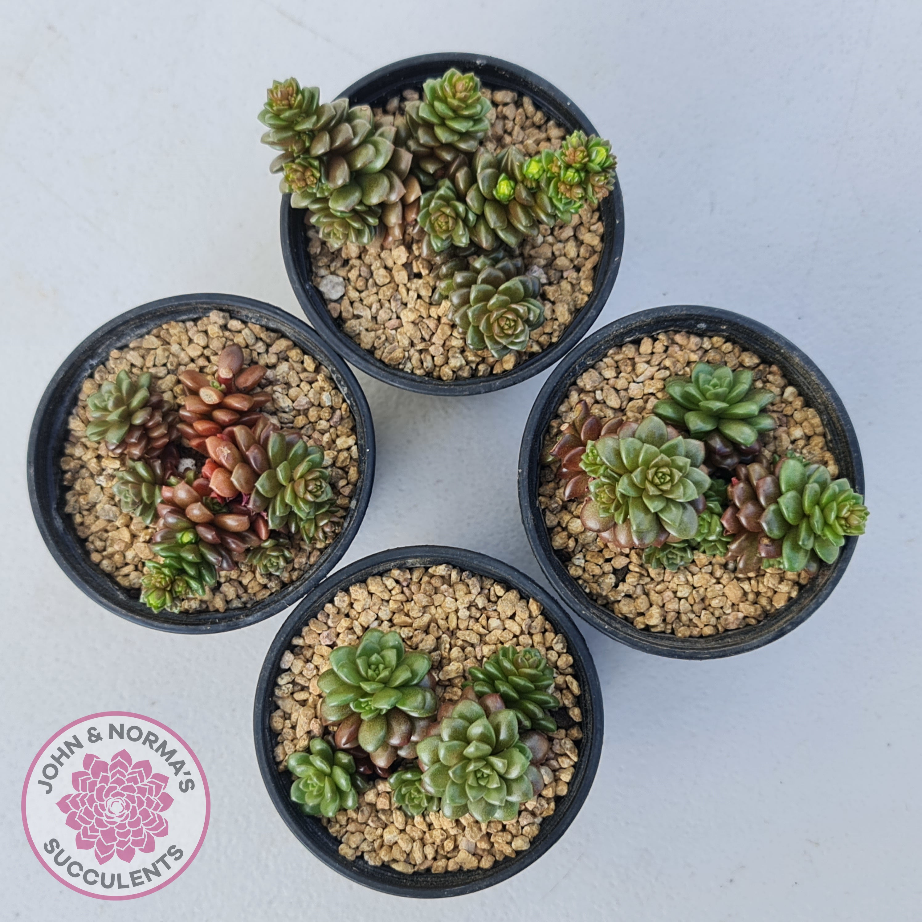 sedum little gem succulent Buy Cremnosedum Little Gem Australia