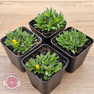 Delosperma congestum 'Gold Nugget'