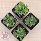 Delosperma congestum 'Gold Nugget'