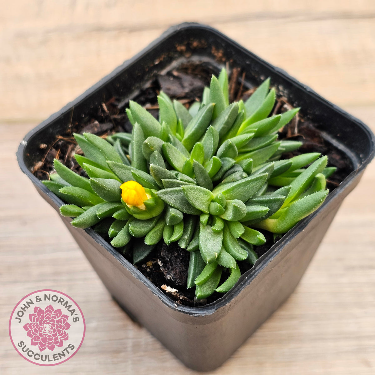 Delosperma congestum 'Gold Nugget'