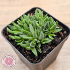 Delosperma congestum 'Gold Nugget'