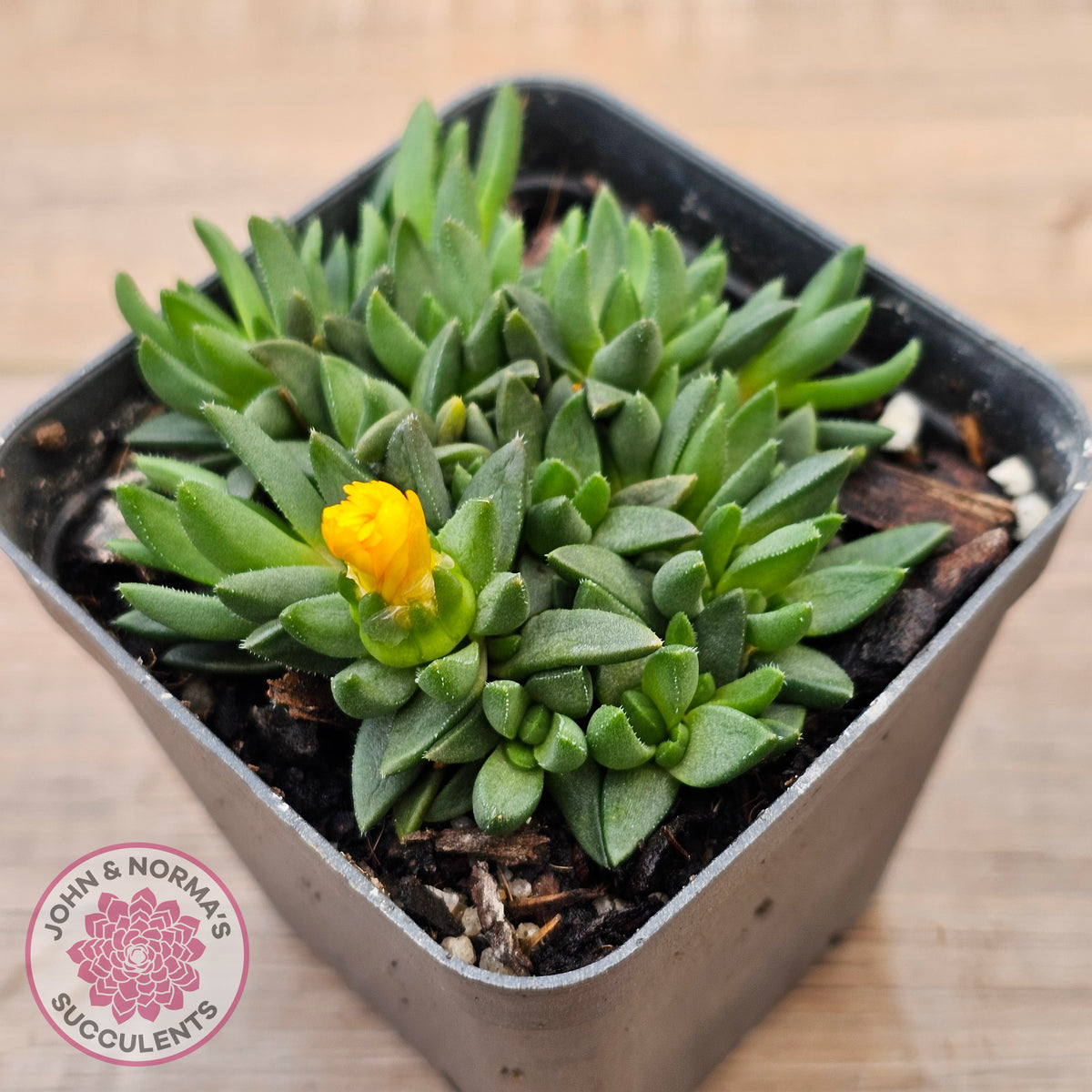 Delosperma congestum 'Gold Nugget'