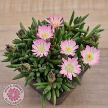 Load image into Gallery viewer, Drosanthemum speciosum &#39;Kliprand&#39;
