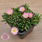 Drosanthemum speciosum 'Kliprand'