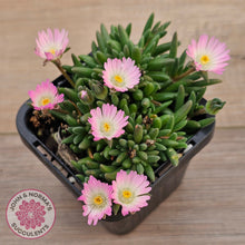 Load image into Gallery viewer, Drosanthemum speciosum &#39;Kliprand&#39;
