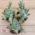Dudleya farinosa (Lindl.) Britton & Rose
