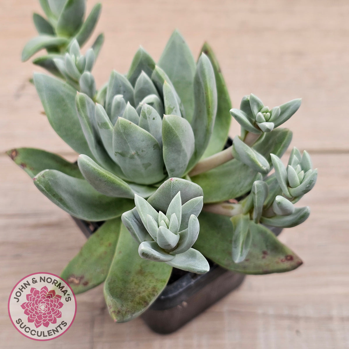 Dudleya farinosa (Lindl.) Britton & Rose