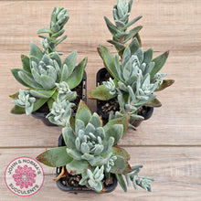 Load image into Gallery viewer, Dudleya farinosa (Lindl.) Britton &amp; Rose
