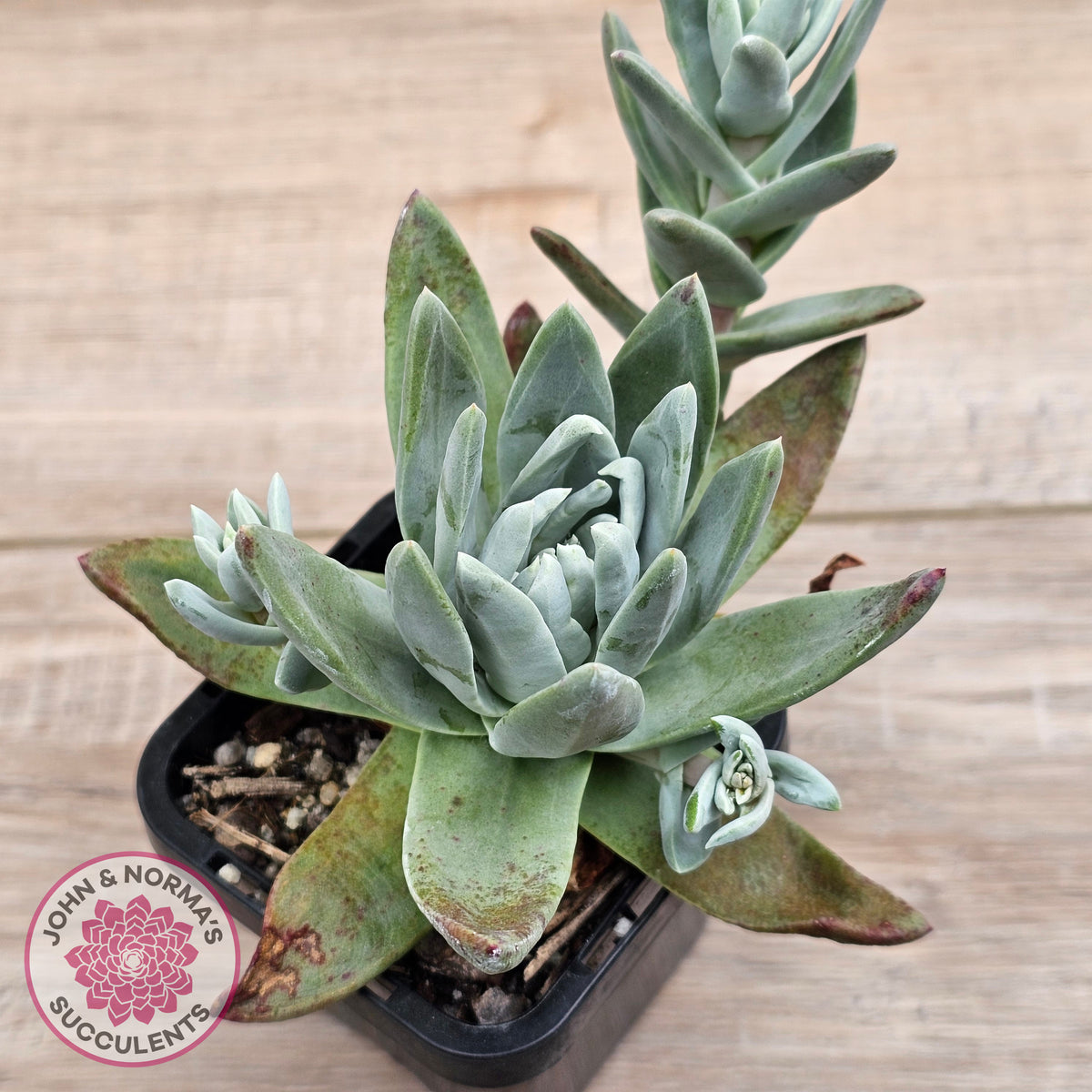 Dudleya farinosa (Lindl.) Britton & Rose