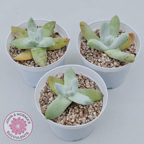 Dudleya Pachyphytum - John & Norma's Succulents Australia