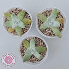 Dudleya Pachyphytum