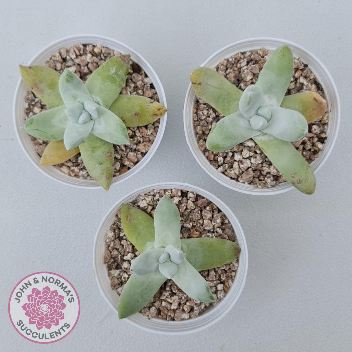 Dudleya Pachyphytum