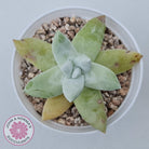 Dudleya Pachyphytum