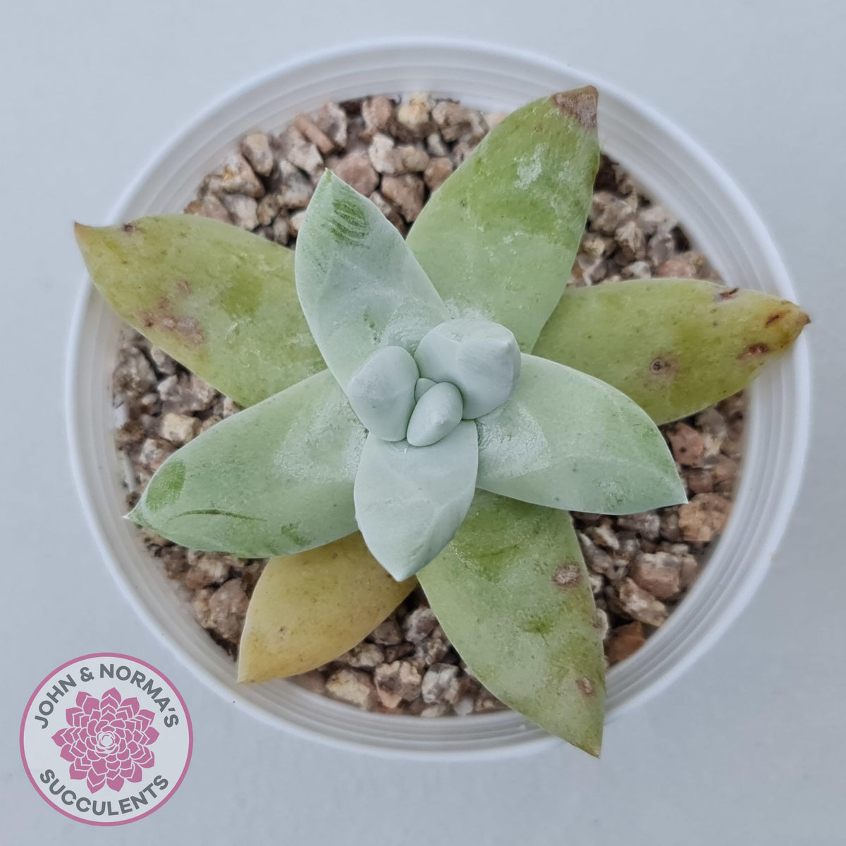 Dudleya Pachyphytum