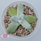Dudleya Pachyphytum