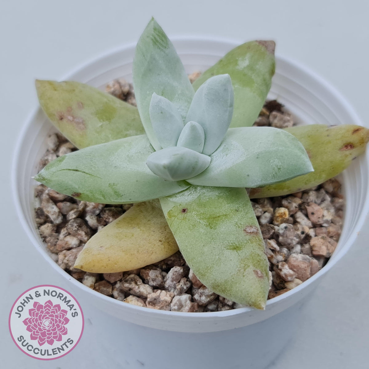 Dudleya Pachyphytum