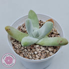 Dudleya Pachyphytum