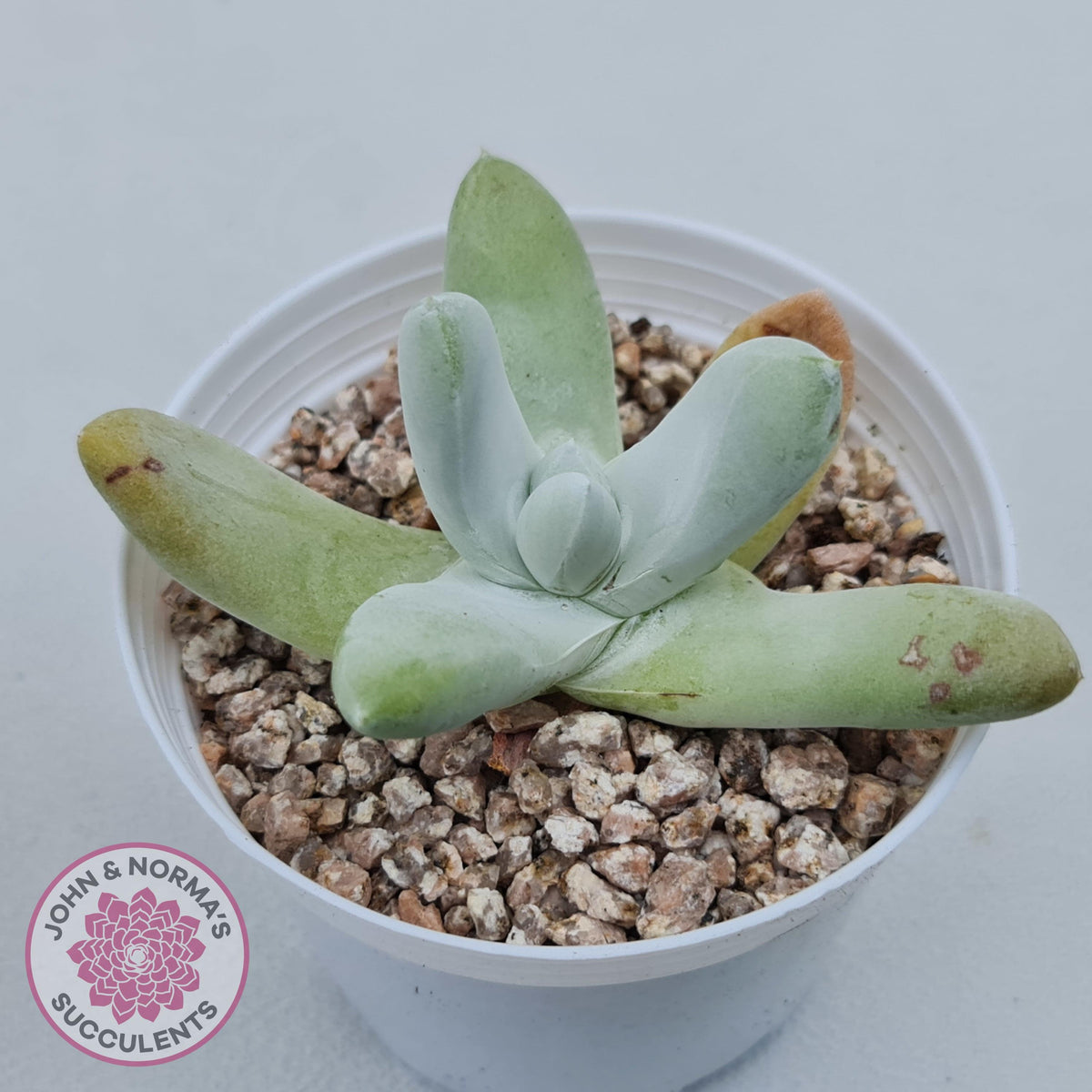 Dudleya Pachyphytum
