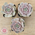 Echeveria 'Again' - Single