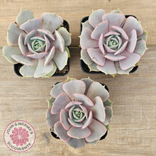Load image into Gallery viewer, Echeveria &#39;Again&#39; - Single - John &amp; Norma&#39;s Succulents Australia
