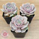 Echeveria 'Again' - Single