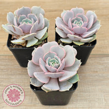 Load image into Gallery viewer, Echeveria &#39;Again&#39; - Single - John &amp; Norma&#39;s Succulents Australia
