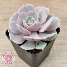 Load image into Gallery viewer, Echeveria &#39;Again&#39; - Single - John &amp; Norma&#39;s Succulents Australia
