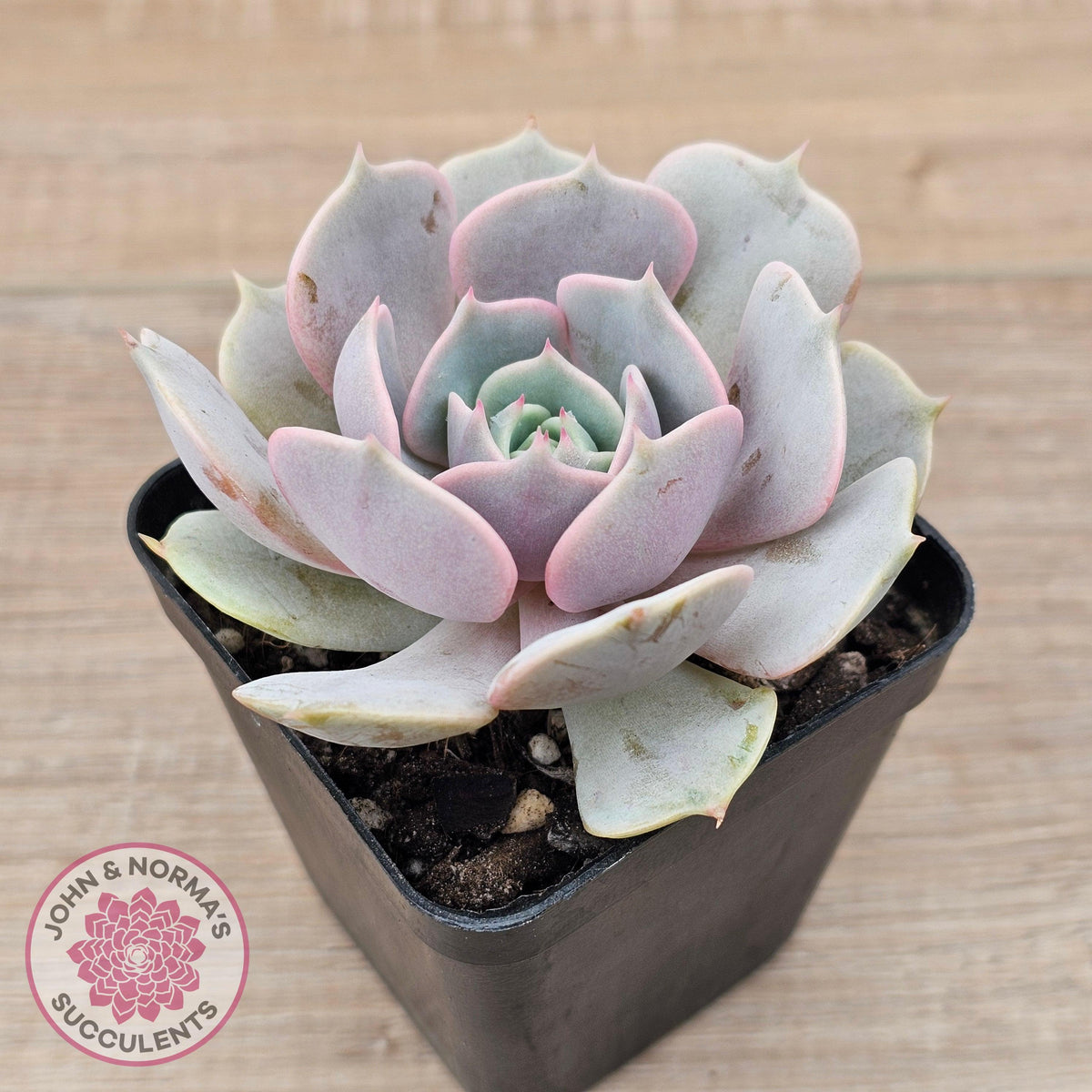 Echeveria 'Again' - Single