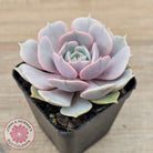 Echeveria 'Again' - Single