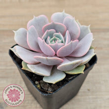 Load image into Gallery viewer, Echeveria &#39;Again&#39; - Single - John &amp; Norma&#39;s Succulents Australia

