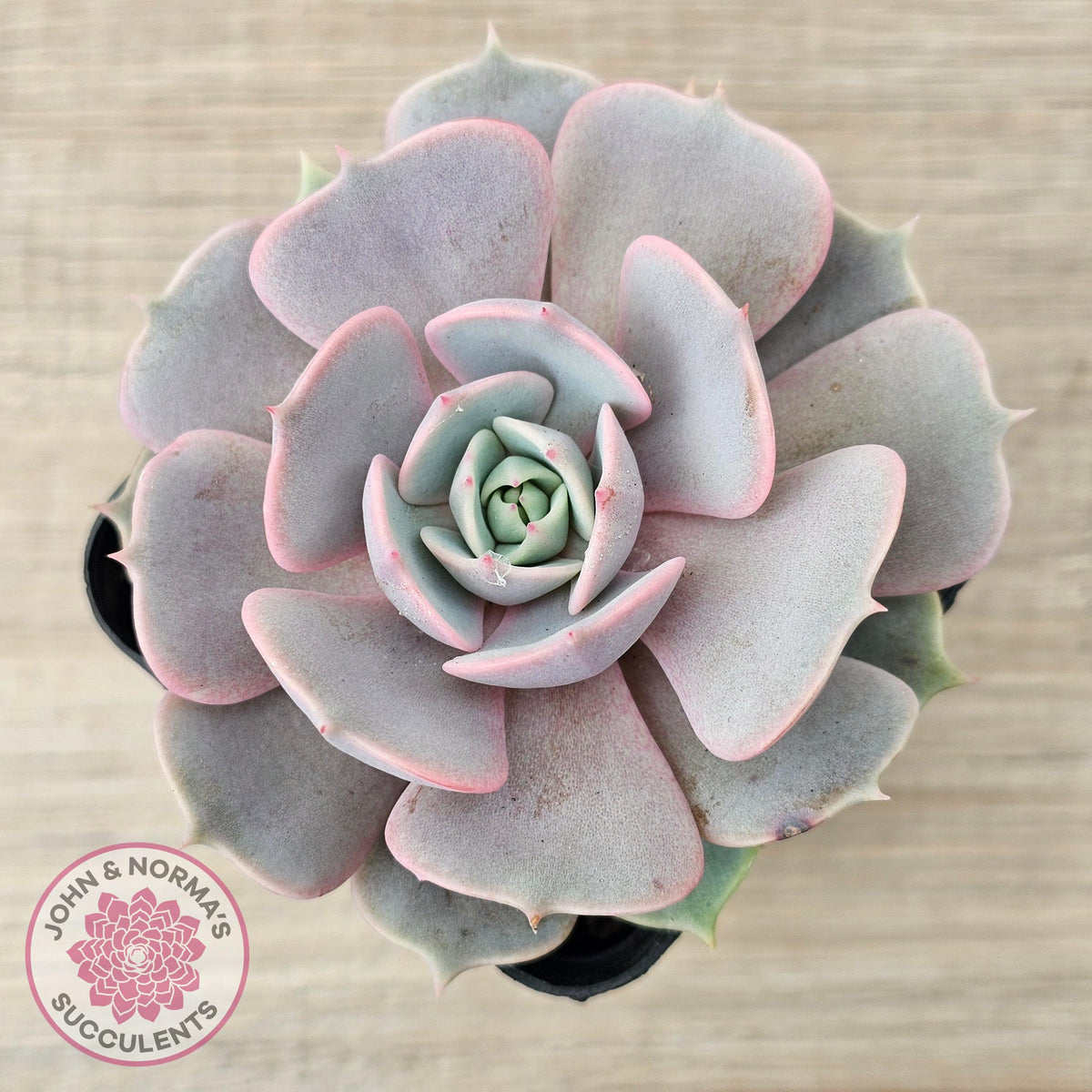Echeveria 'Again' - Single