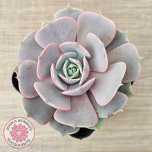 Load image into Gallery viewer, Echeveria &#39;Again&#39; - Single - John &amp; Norma&#39;s Succulents Australia
