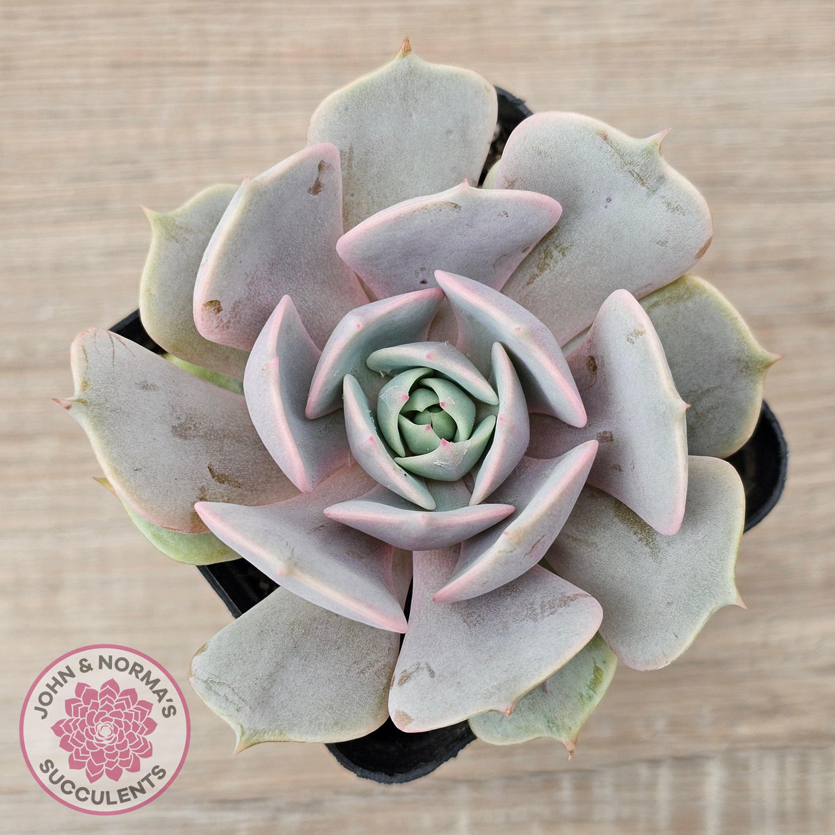 Echeveria 'Again' - Single