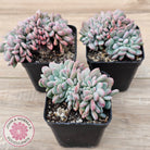 Echeveria 'Agate' Crest