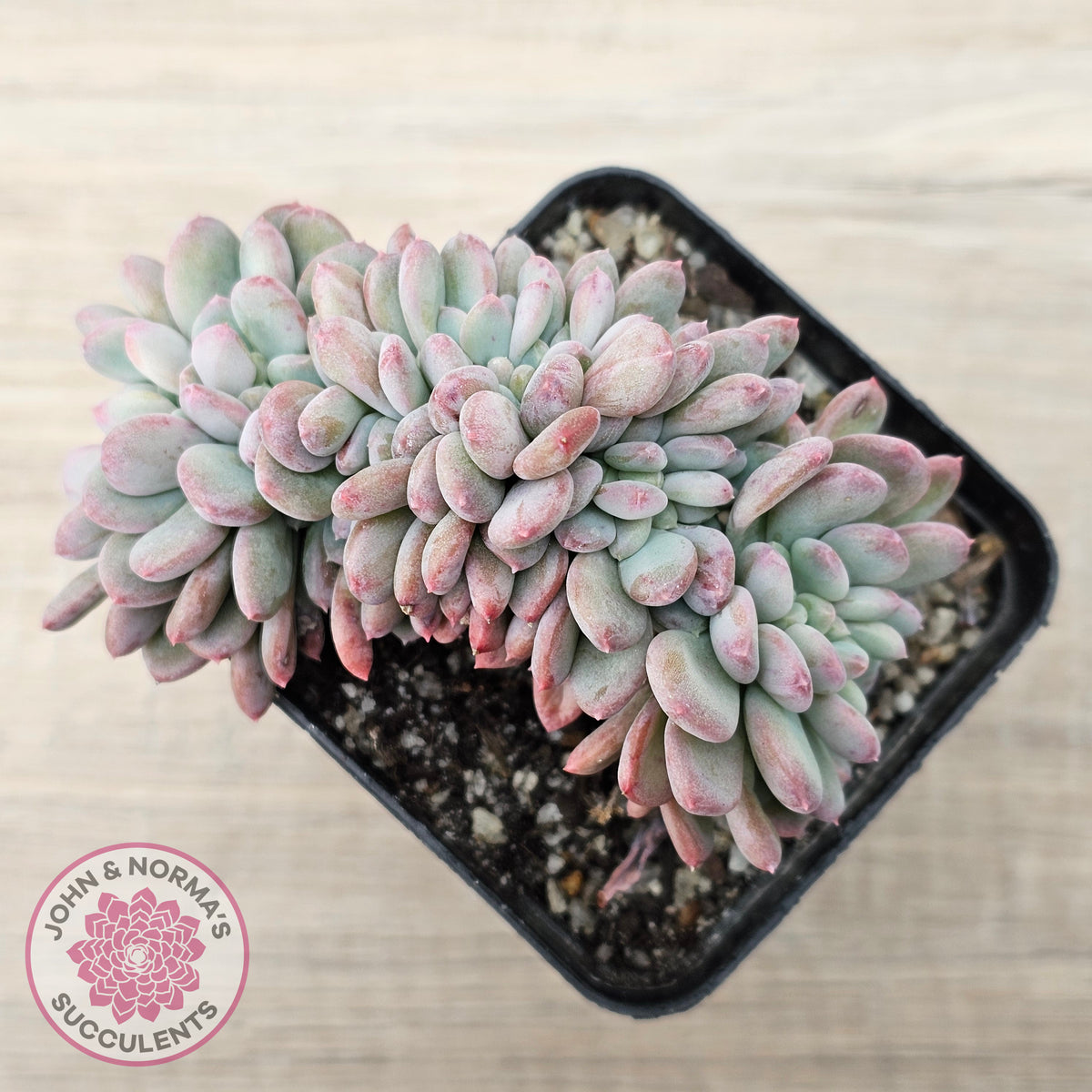 Echeveria 'Agate' Crest