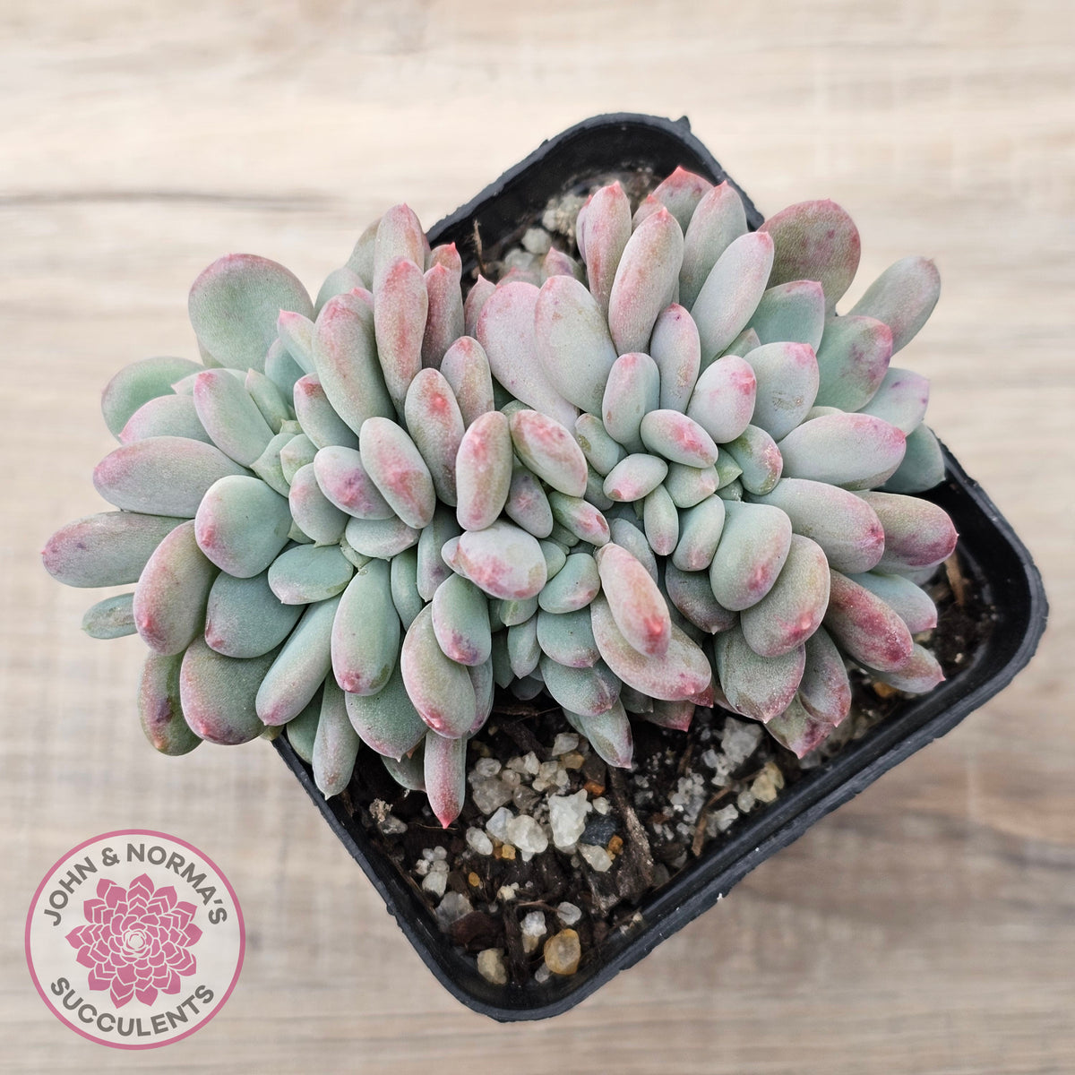 Echeveria 'Agate' Crest