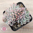 Echeveria 'Agate' Crest