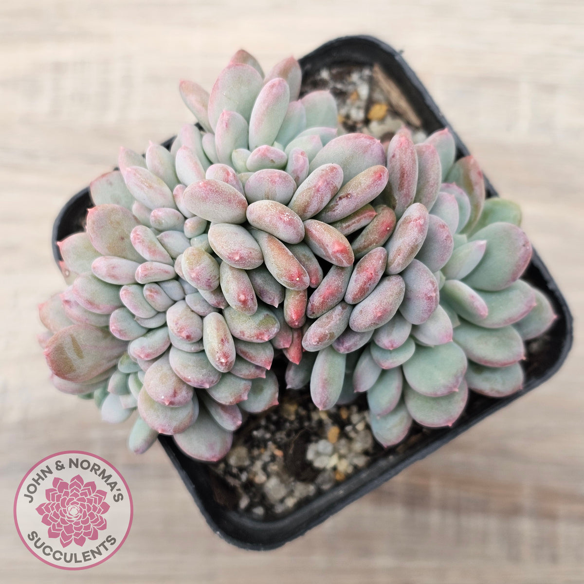 Echeveria 'Agate' Crest