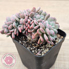 Echeveria 'Agate' Crest