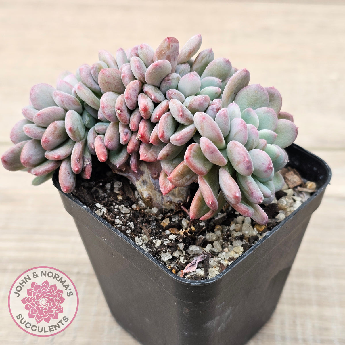 Echeveria 'Agate' Crest