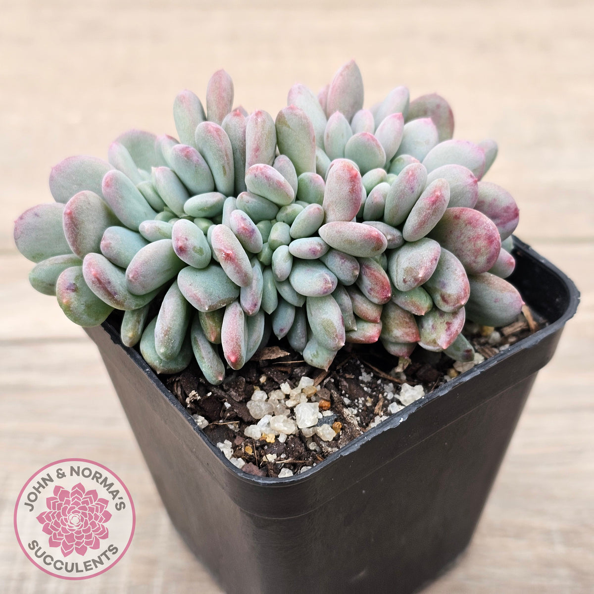 Echeveria 'Agate' Crest