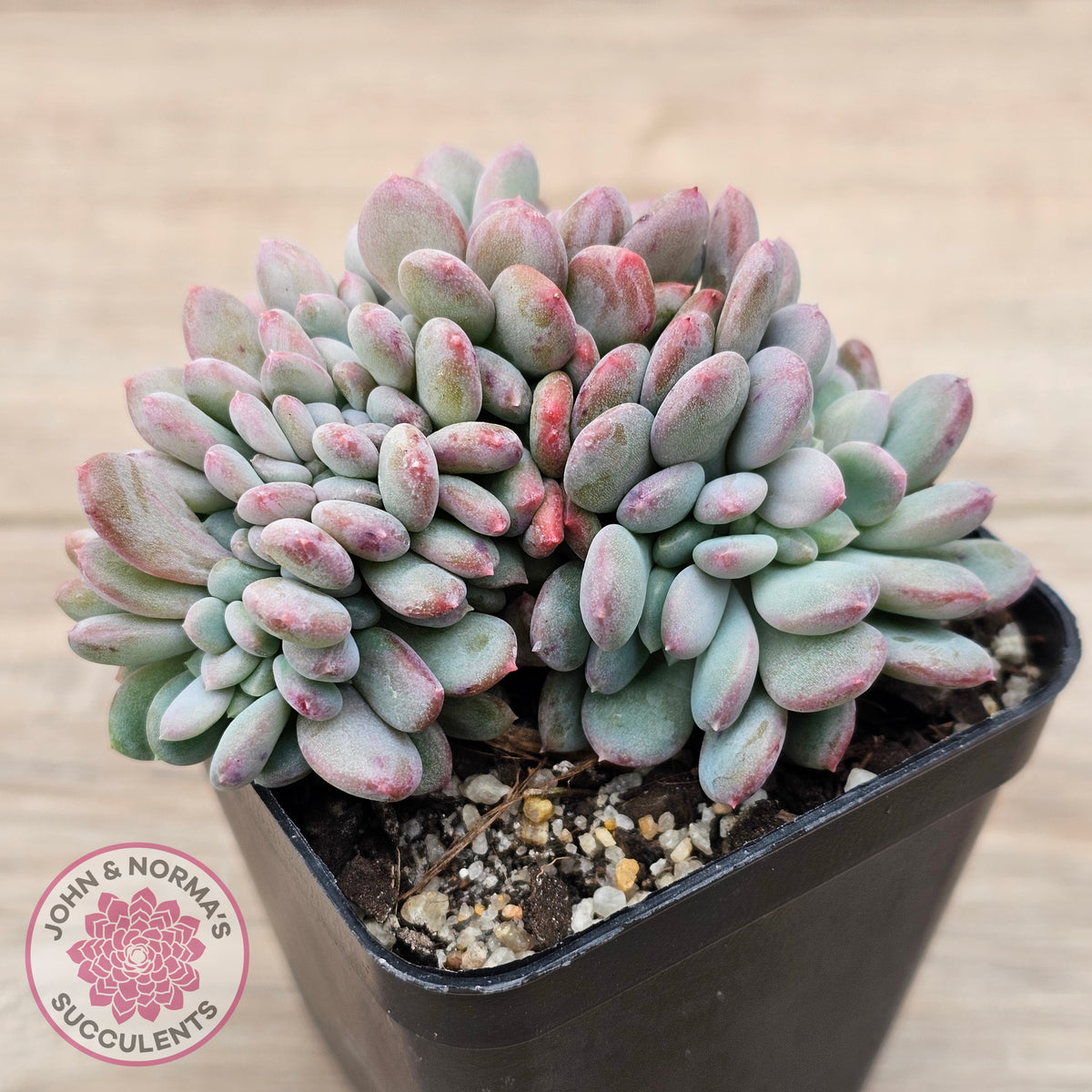 Echeveria 'Agate' Crest