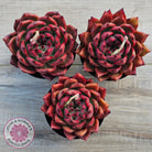 Echeveria Agavoides Amestro (Lg)