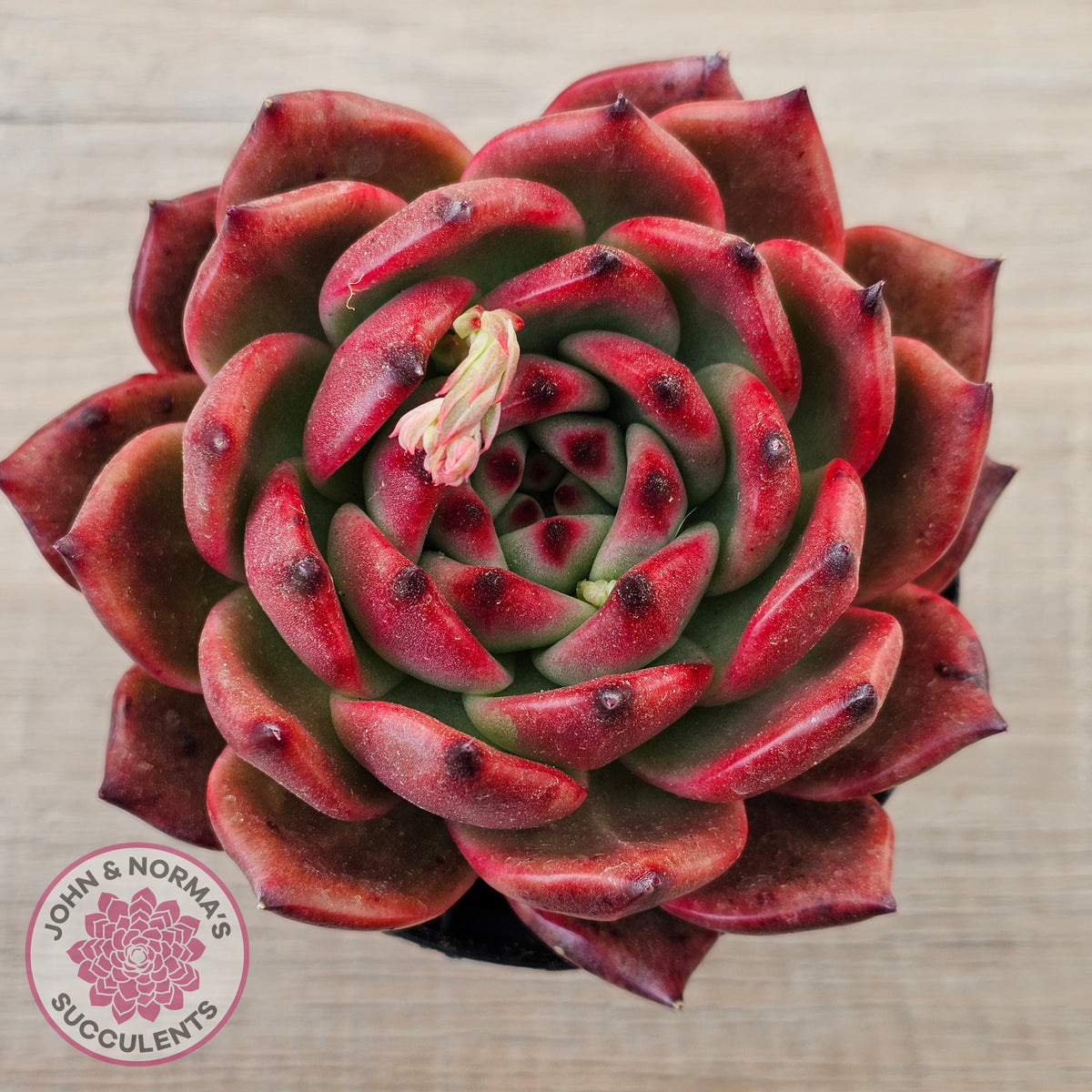 Echeveria Agavoides Amestro (Lg)